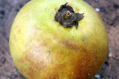 Closer-view-of-mature-fruit-of-Balata