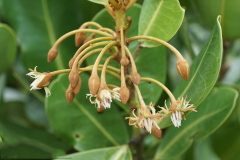 Flowers-of-Balata