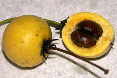 Half-cut-fruit-showing-seed-of-Balata