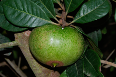 Immature-fruit-of-Balata