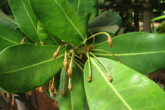 Leaves-of-Balata