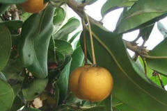 Mature-fruits-of-Balata