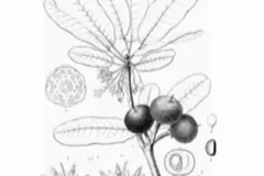Plant-Illustration-of-Balata
