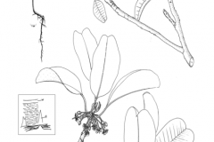 Sketch-of-Balata