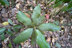 Small-Balata-plant