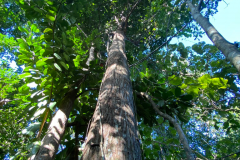 Trunk-of-Balata