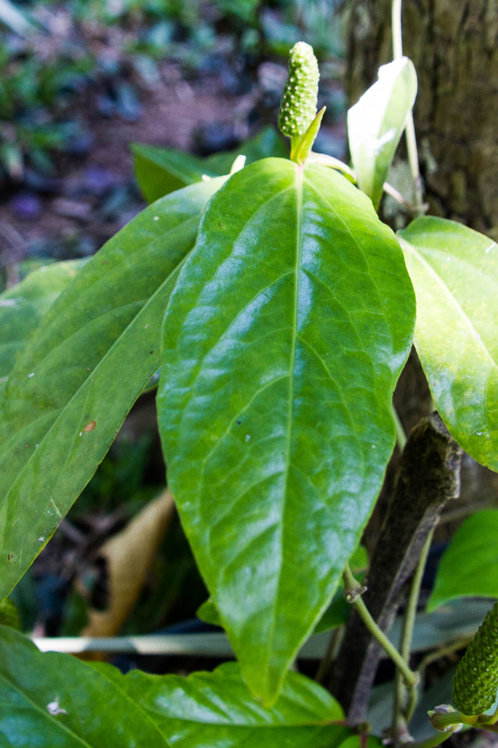 Leaves-of-Balinese-Pepper