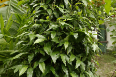 Balinese-Pepper-plant-growing-wild