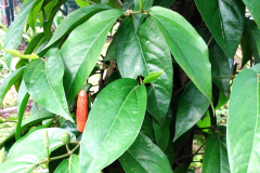 Balinese-Pepper-plant