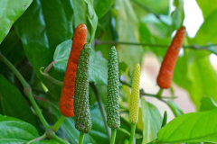 Immature-fruits-of-Balinese-Pepper
