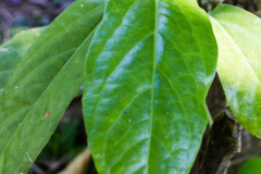 Leaves-of-Balinese-Pepper