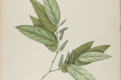 Plant-Illustration-of-Balinese-Pepper