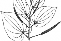 Sketch-of-Balinese-Pepper