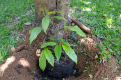 Small-Balinese-Pepper-plant