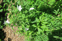 Balloon-Flower-Plant-Growing-wild
