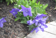 Balloon-Flower-Plant