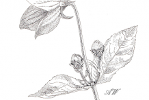 Balloon-Flower-Sketch