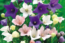 Different-Varieties-of-Balloon-Flower