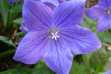 Flower-of-Balloon-Flower-plant