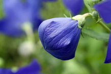 Flowering-Bud-of-Balloon-Flower-Plant