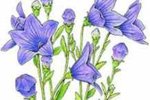 Illustration-of-Balloon-Flower-plant