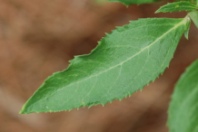 Leaf-of-Balloon-Flower-plant