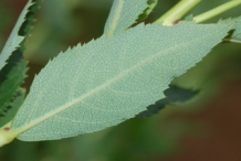 Ventral-view-of-leaf-of-Balloon-flower-plant