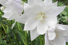 White-Balloon-Flower