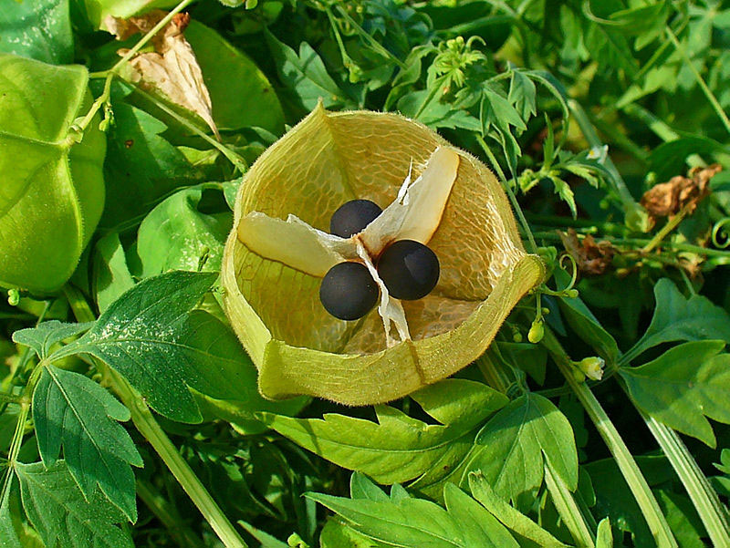 Opened-Balloon-Vine-fruit-showing-seed-arrangement