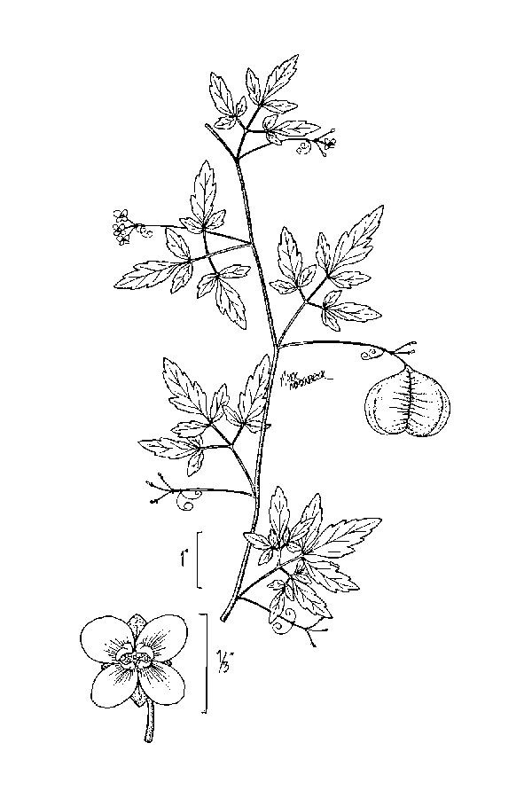 Plant-Illustration-of-Balloon-Vine