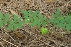 Balloon-Vine-Plant-growing-wild
