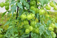 Balloon-Vine-plant