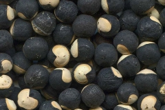 Balloon-Vine-seeds