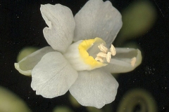 Closer-view-of-Flower-of-Balloon-Vine