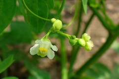 Flower-of-Balloon-Vine