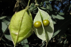 Immature-fruit-and-seed-of-Balloon-Vine