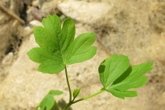 Leaves-of-Balloon-Vine