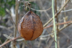 Mature-fruits-of-Balloon-Vine
