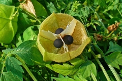 Opened-Balloon-Vine-fruit-showing-seed-arrangement