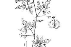 Plant-Illustration-of-Balloon-Vine