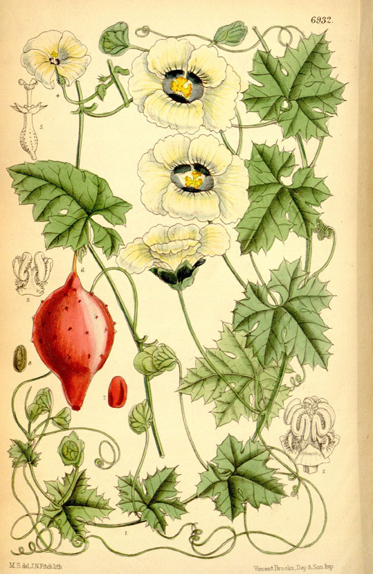 Plant-Illustration-of-Balsam-apple