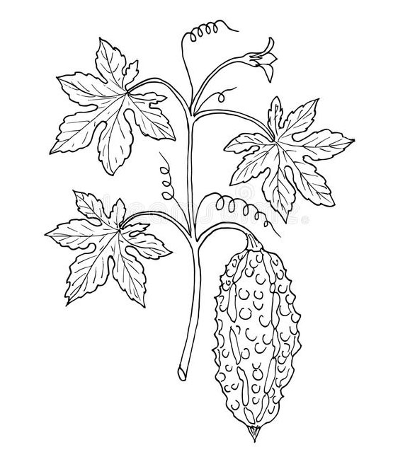 Sketch-of-Balsam-apple