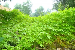 Balsam-apple-Plant-growing-wild