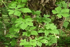 Balsam-apple-plant