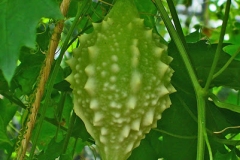 Immature-fruits-of-Balsam-apple