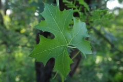 Leaves-of-Balsam-apple