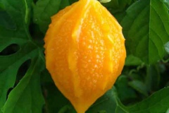 Mature-fruits-of-Balsam-apple