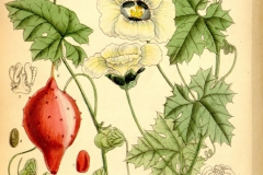 Plant-Illustration-of-Balsam-apple