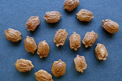 Seeds-of-Balsam-apple