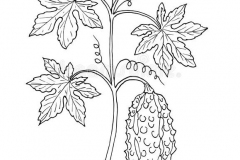 Sketch-of-Balsam-apple